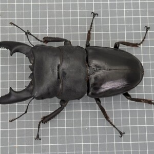 オーストラリア産　ゴミダマ　33mm オーストラリア産ゴミダマ33mm