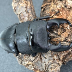 激レア　希少　オーストラリア産　オオカラミミズガイ 激レア 希少 オーストラリア産 オオカラミミズガイ - メルカリ