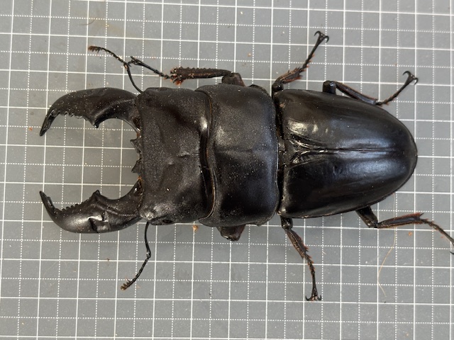kdt2508181815