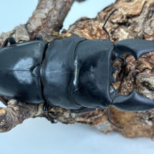 everGX~ 極太♂104.9-36.0-39.5mm ♀54.5mm(同腹