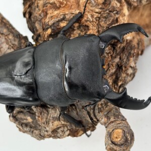 ボルネオ産　美麗タマムシ　46mm ☆美麗！オオルリタマムシ：70mm標本☆ - INSECT ULTIMA