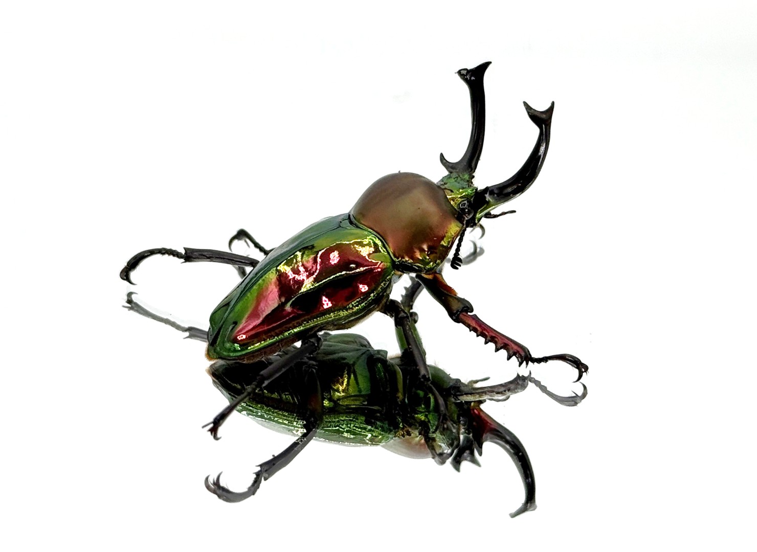 特価★☆ニジイロクワガタ新成虫 ペア♂６０㎜、♀４０㎜ 人気，お買い得 ①ニジイロクワガタ☆CB 成虫ペア♂60mm ♀40mm