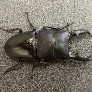 極太!北パラワンオオヒラタWD♂70～特大102mmUP ドルクス属の