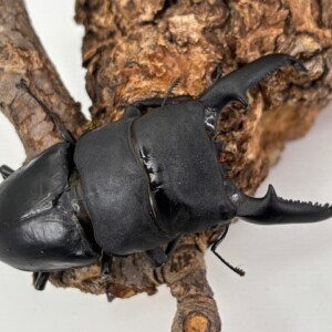 OAGARIパラワン114.1ライン～超特大 ♂110.6-34.7-35.5mm ♀51.7mm