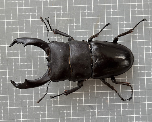 kt250917921