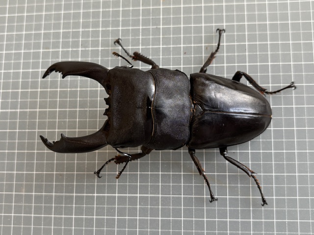 kt2509261545