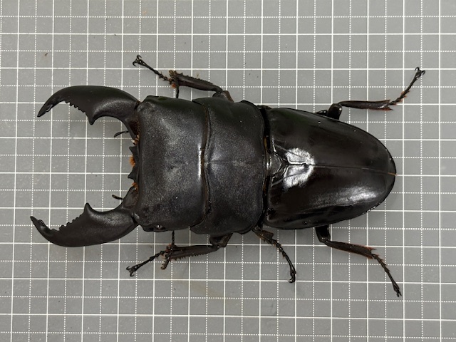 kunisu2509261846