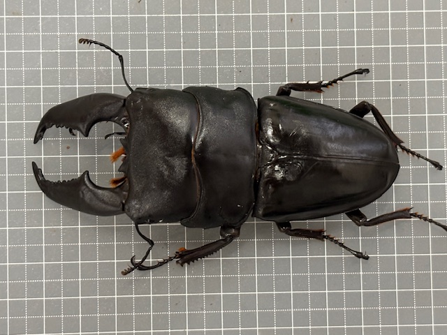 ul2509301806