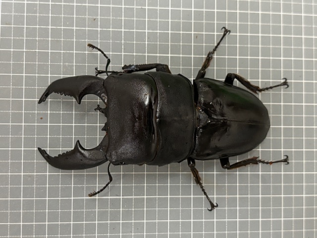 ul2509301826