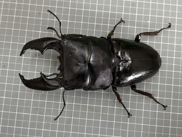 ul2509301845