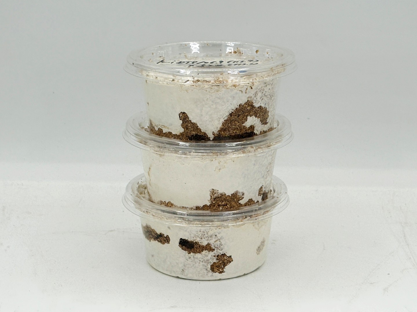 限定1セット!kuniパラワン106.9(kuni113.7/kuni112.6)×♀52.0(kuni113