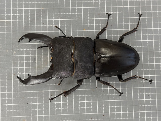 kt2510061752