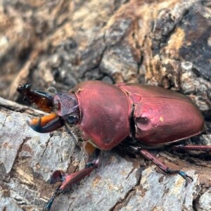希少/美麗種!アウラタキンイロクワガタ 成虫ペア タスマニア州
