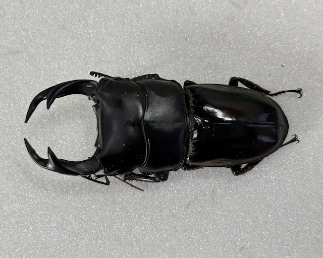 buc2510221702