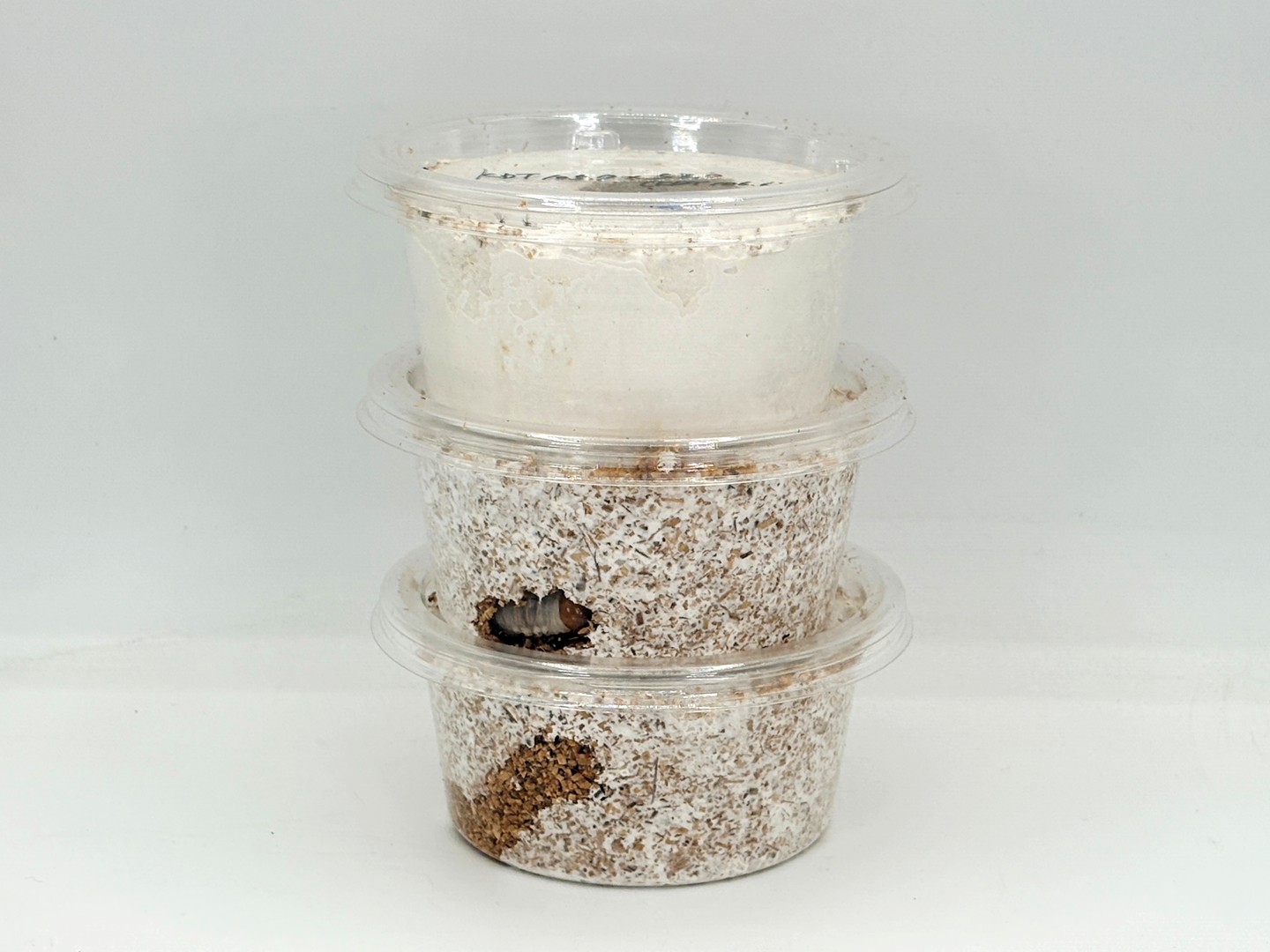 K.D.T血統♂105.7×♀53.0(KDT106.6)～ 1～2令幼虫3頭セット F-ZERO/120