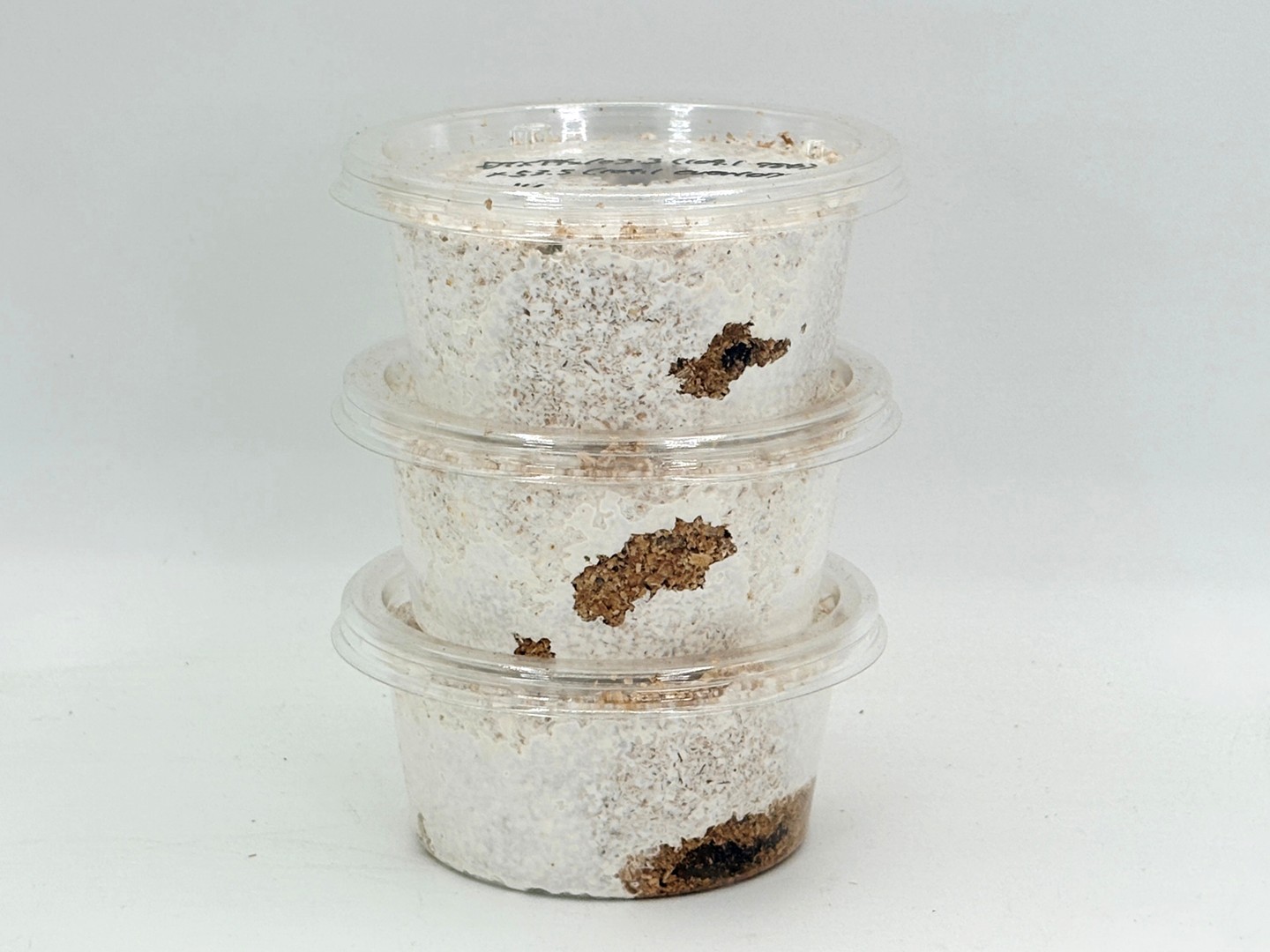 kuni98Φ103.3×53.5mm(104.1ever107.9)～ 1～2令幼虫3頭セット F-ZERO