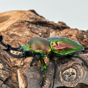 ニジイロクワガタ ギネス70.1ライン!ニジイロクワガタ 超特大♂67.0mm♀41.7mm 希少