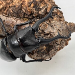 稀少種!マキタイギラファノコギリ ♂97mm♀43mmペア 飼育品/WF-1