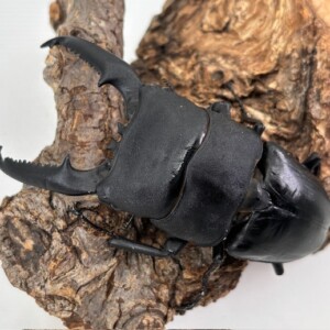 OAGARIパラワン 即ブリ!極太♂110.1-35.1-35.8mm ♀52.5mm(OAGARI