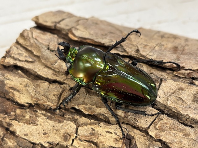 sirome-niji 2206221826