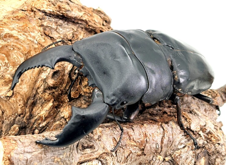 kdt2605131727