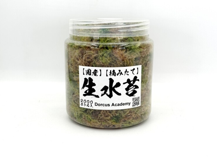 mizukoke-nama