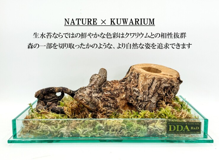 mizukoke-nama