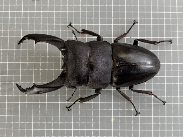 kt2605021737
