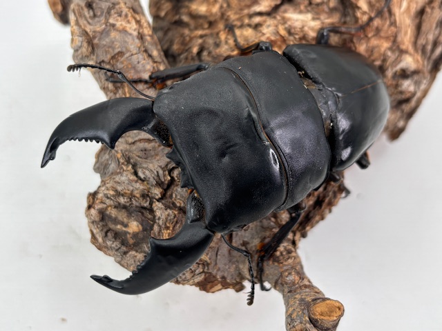 kunisu2605071639