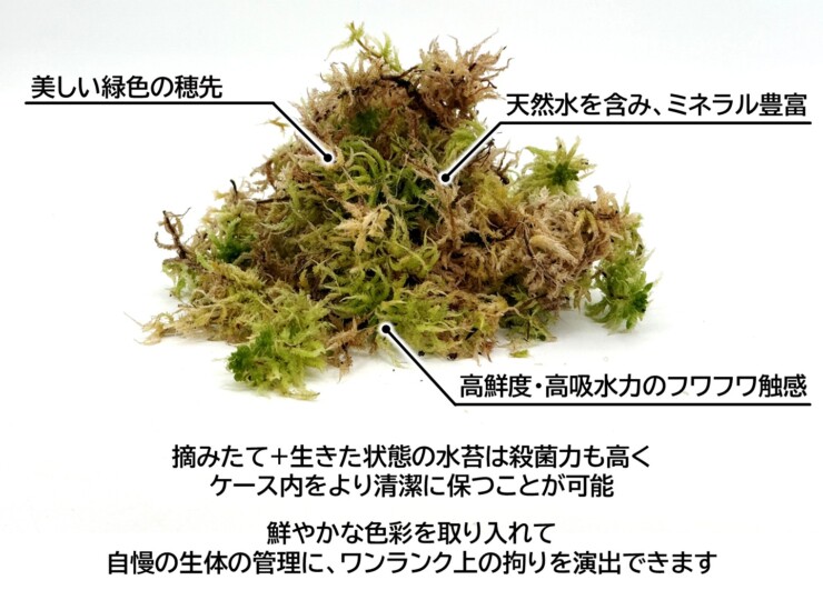 mizukoke-nama