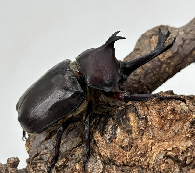 kabuto2606131527