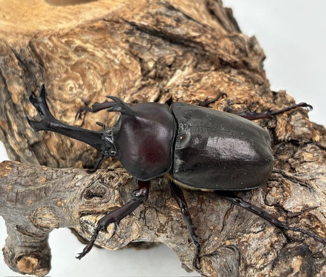 kabuto2606131527