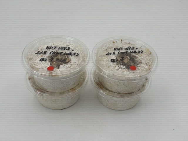 kdt2607241919