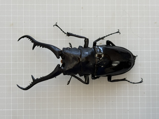 pgd2608011549