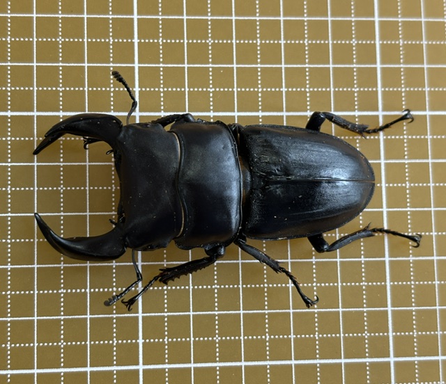 ooc-260904911