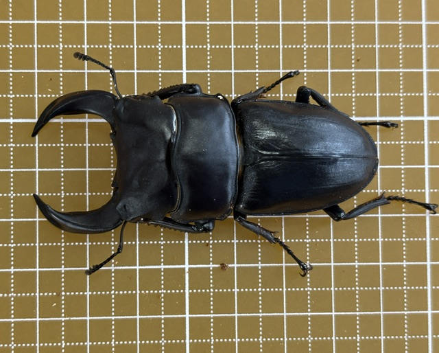ooc-260904934