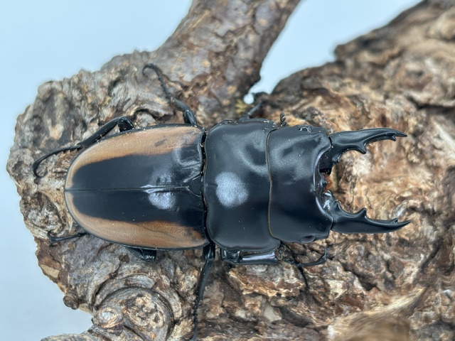 ph2609041604