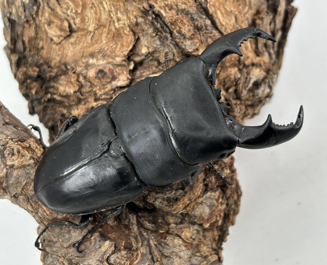 ma2609041745