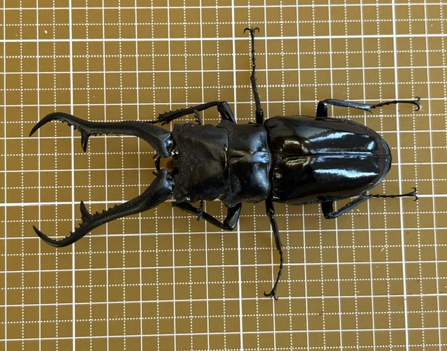 pgd260905904