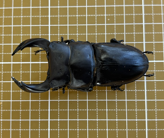 ooc-2609171728