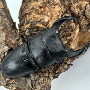 純血は美しい 岡山産オオクワガタ classics1997 ♂72mm ♀48mm 超美形